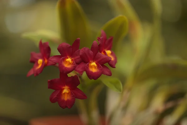 Flor de orquídea roja Cycnoches — Foto de Stock