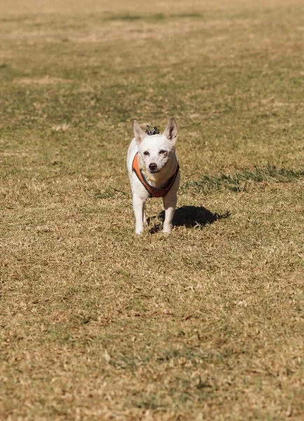 Jack Russell Hund — Stockfoto