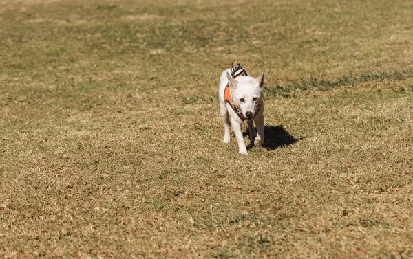 Jack russell pies — Zdjęcie stockowe