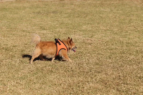 波美拉尼亚混合狗 — 图库照片