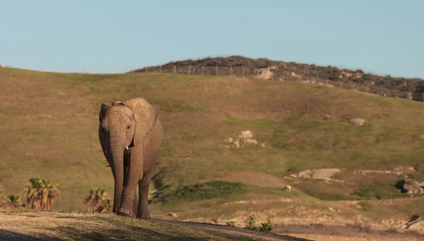 Éléphant Loxodonta Africana — Photo