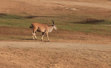 Ceylan Nanger granti verir