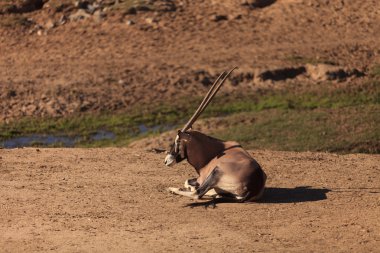 Gemsbok, Oryx ceylan