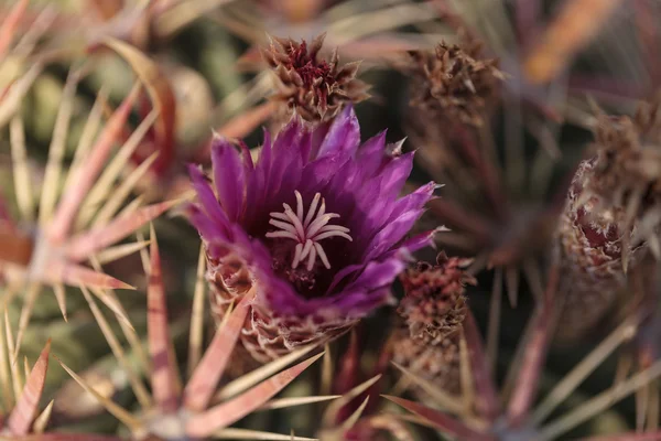 Ferocactus latispinus florece flores rosadas — Foto de Stock