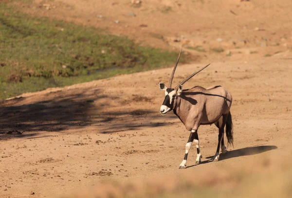 Gemsbok, Oryx gazelle — Stockfoto