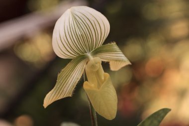 Bayan Terlik Orkide çiçek