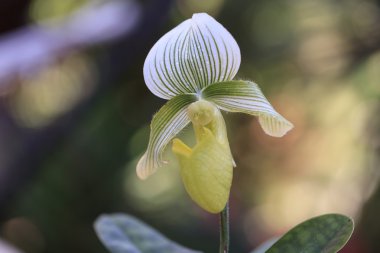 Bayan Terlik Orkide çiçek