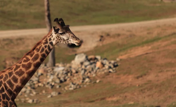 Giraffe, Giraffa camelopardalis — Foto Stock