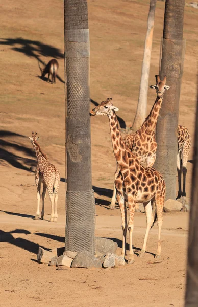 Giraffes, Giraffa camelopardalis — Stock Photo, Image