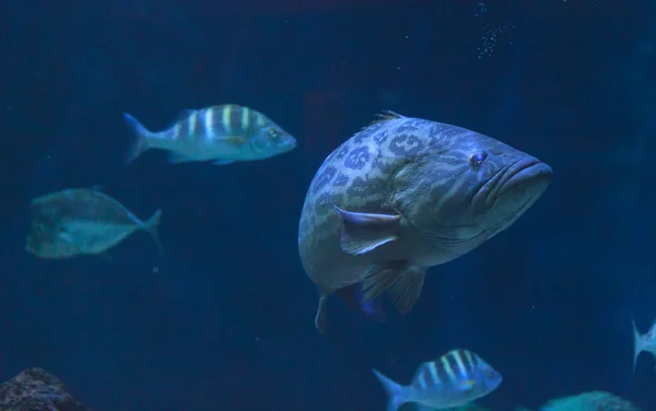 Robalo gigante — Fotografia de Stock