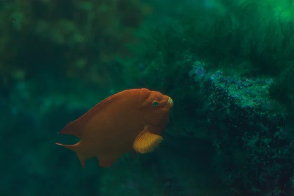 Oranje Garibaldi vis, Hypsypops rubicundus — Stockfoto