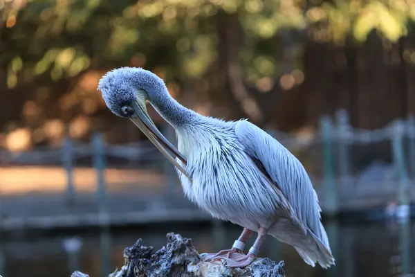 Great white pelican — Stock Photo, Image