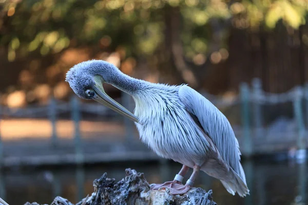 Great white pelican — Stock Photo, Image