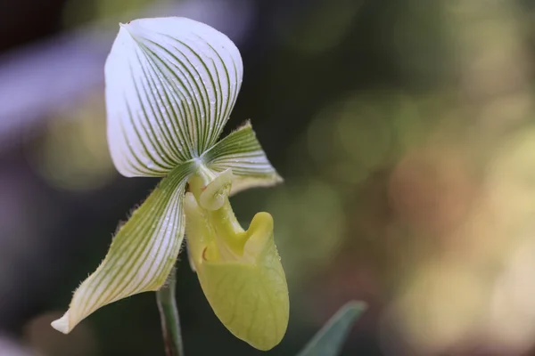 Señora zapatilla orquídea flor —  Fotos de Stock