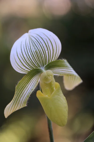 Señora zapatilla orquídea flor — Foto de Stock