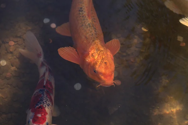 Koi-Fische in einem Teich — Stockfoto
