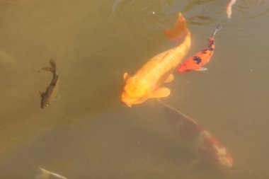 Koi balığı, Cyprinus carpio haematopterus