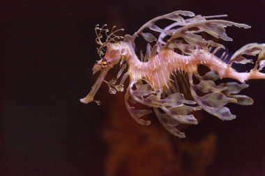 yapraklı seadragon, Phycodurus eques