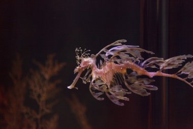 yapraklı seadragon, Phycodurus eques