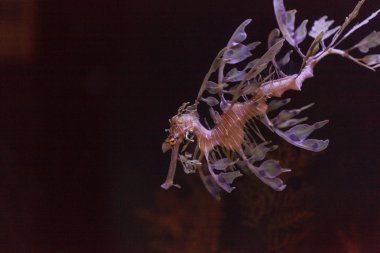 yapraklı seadragon, Phycodurus eques