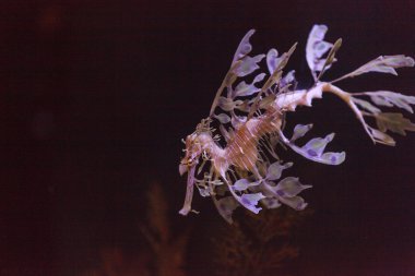 yapraklı seadragon, Phycodurus eques