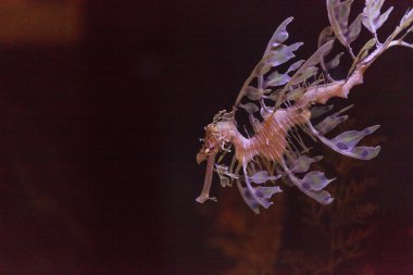 yapraklı seadragon, Phycodurus eques