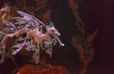 yapraklı seadragon, Phycodurus eques