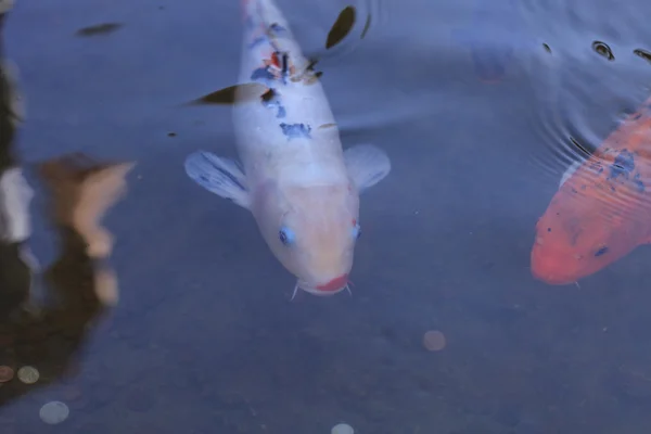 Koi-Fische, Cyprinus carpio haematopterus — Stockfoto