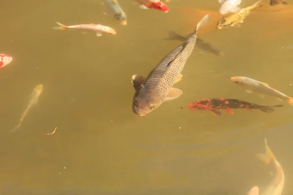 Koi-Fische, Cyprinus carpio haematopterus — Stockfoto