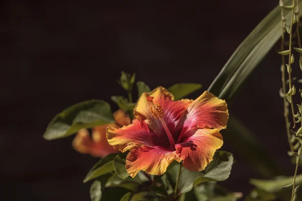 Naplemente Hibiszkusz virág — Stock Fotó