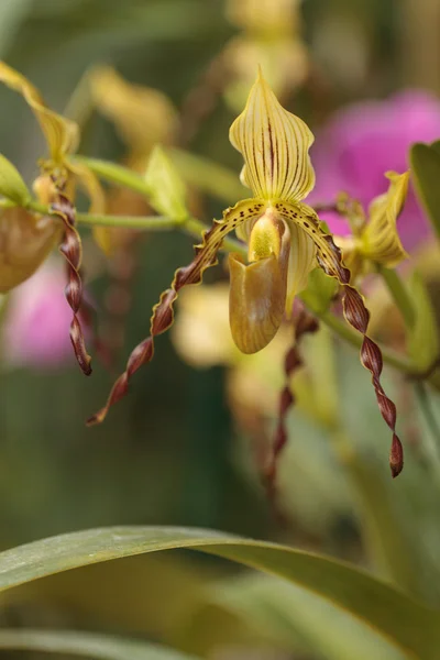 Señora zapatilla orquídea flor Paphiopedilum — Foto de Stock