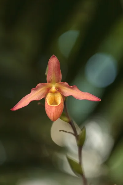 Lady Slipper Orchid flor Paphiopedilum — Fotografia de Stock