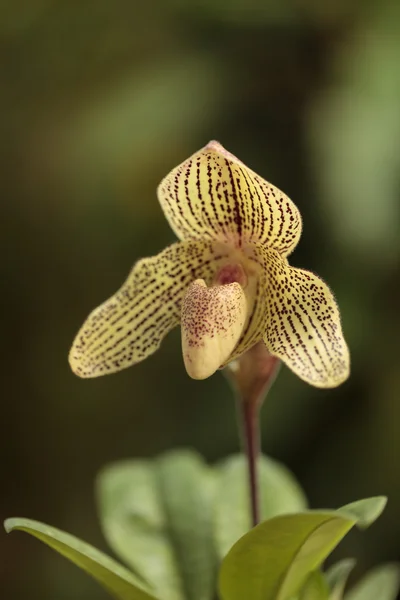 Señora zapatilla orquídea flor Paphiopedilum — Foto de Stock
