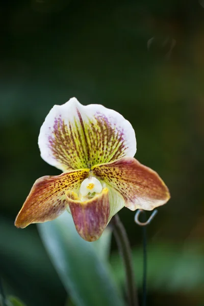 Señora zapatilla orquídea flor Paphiopedilum — Foto de Stock