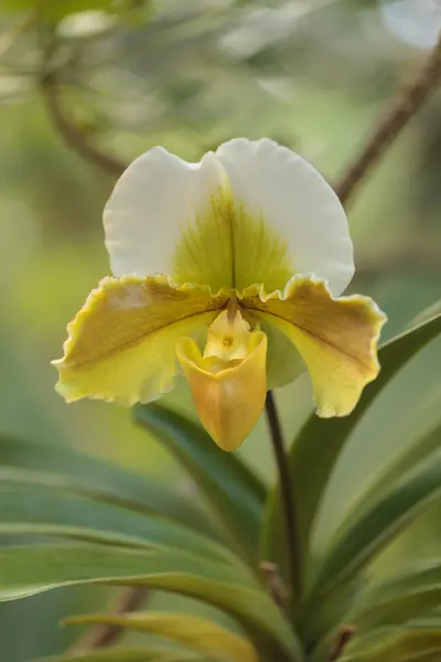 Střevíček vstavač nachový květ Paphiopedilum květy — Stock fotografie