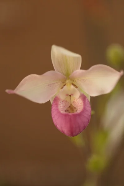 Señora zapatilla orquídea flor Paphiopedilum florece — Foto de Stock