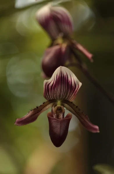 Señora zapatilla orquídea flor Paphiopedilum florece — Foto de Stock