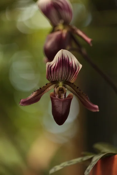 Bayan Terlik Orkide çiçek Paphiopedilum kütükler — Stok fotoğraf