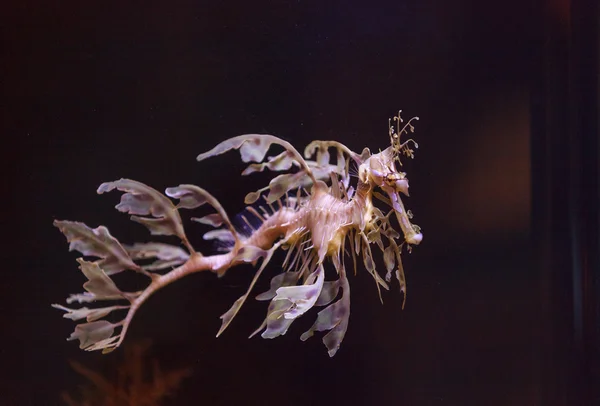 Sardinhas, Phycodurus eques — Fotografia de Stock