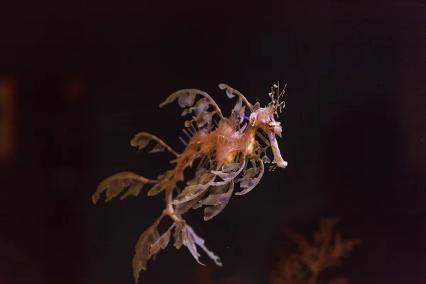 Lombos seadragon, Phycodurus Lajos — Stock Fotó