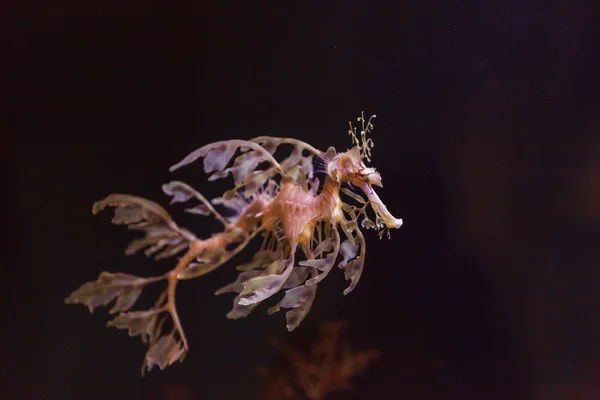 Groene seadragon, Phycodurus eques — Stockfoto