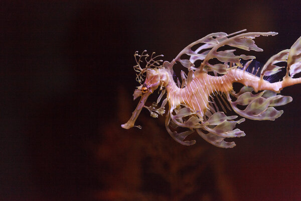 leafy seadragon, Phycodurus eques