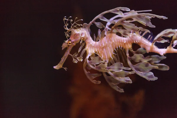 Leafy seadragon, Phycodurus eques — Stock Photo, Image