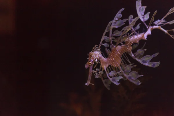 Листовые seadragon, Phycodurus eques — стоковое фото