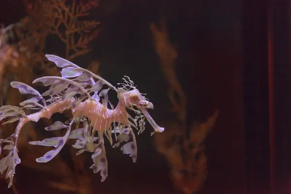 绿叶 seadragon，Phycodurus 康 — 图库照片