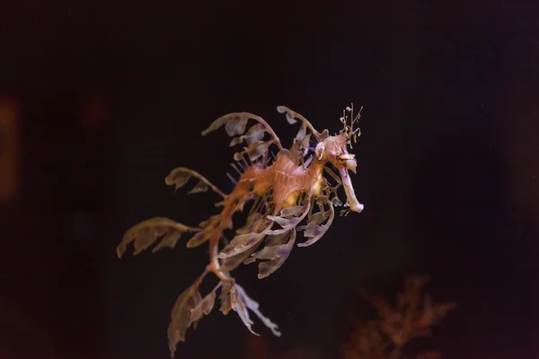 绿叶 seadragon，Phycodurus 康 — 图库照片
