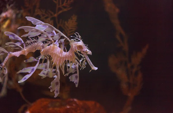Листовые seadragon, Phycodurus eques — стоковое фото