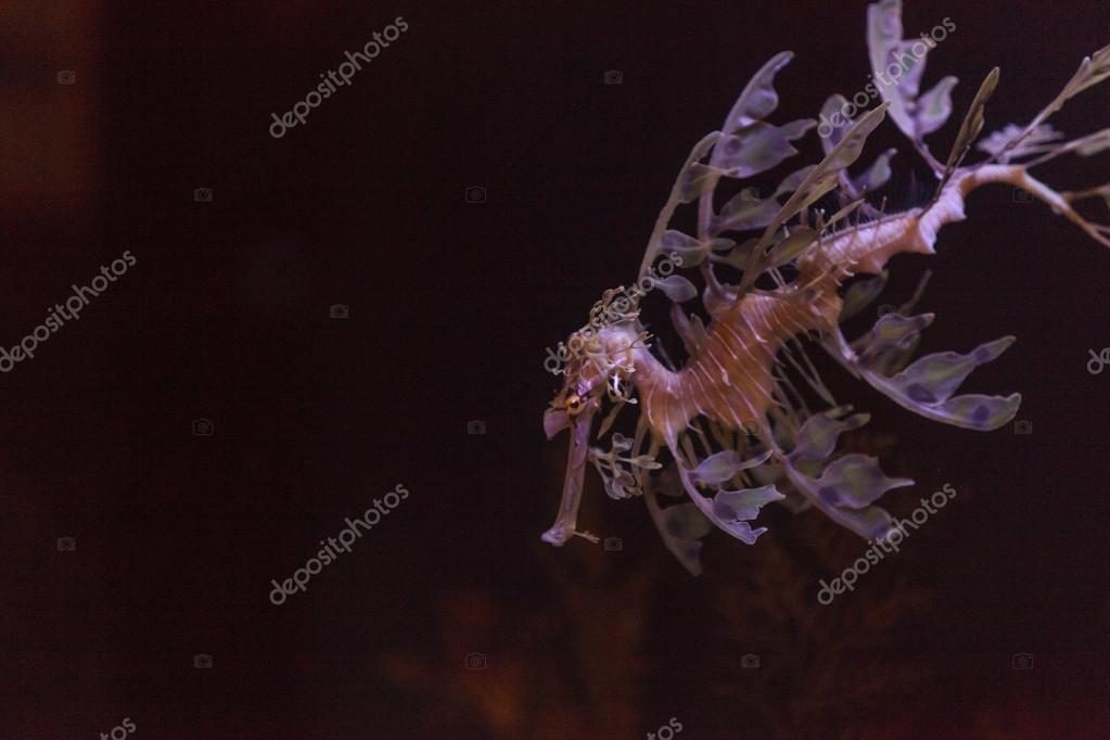 leafy seadragon phycodurus eques