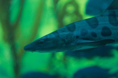 Zebra köpek balığı, Stegostoma fasciatum