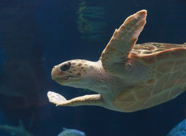 Çocuk deniz kaplumbağası